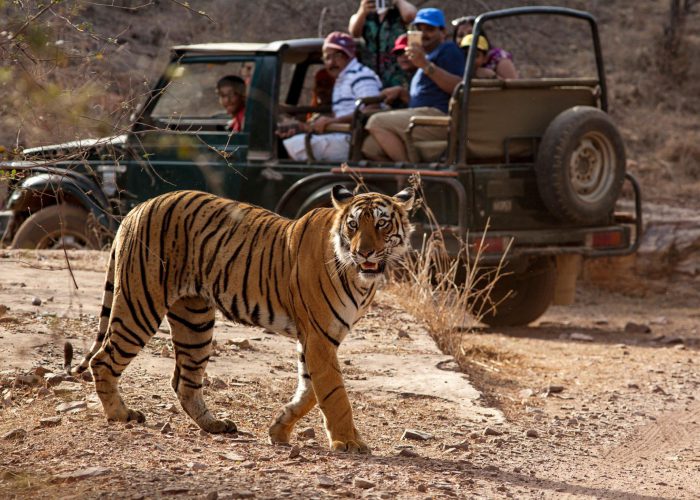 Golden Triangle With Tiger Park Hire Driver India Tour