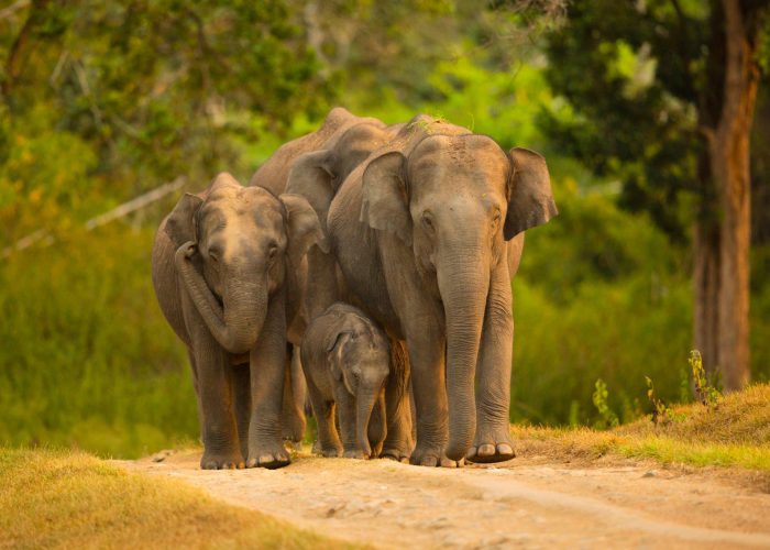wildlife tour south india hire driver india